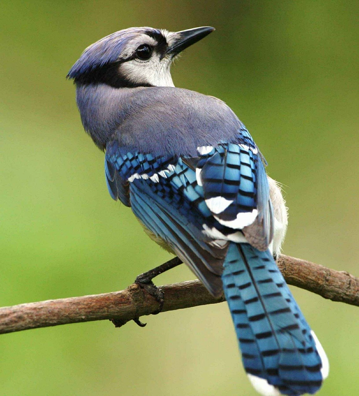 bluejay
